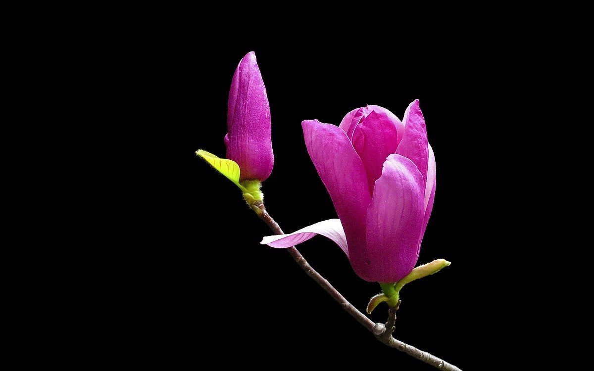 陈家祠的紫玉兰