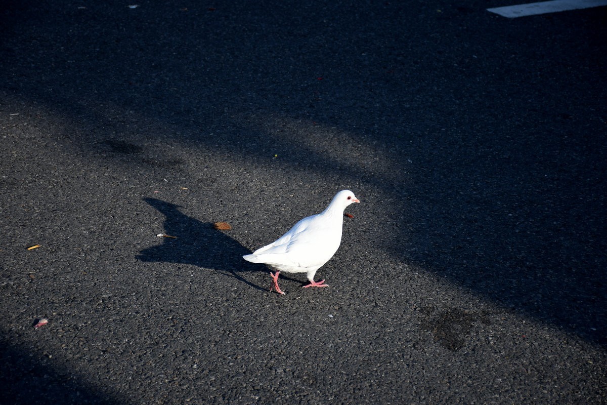 2025春节 广东行（75）多种文化的古老庙宇