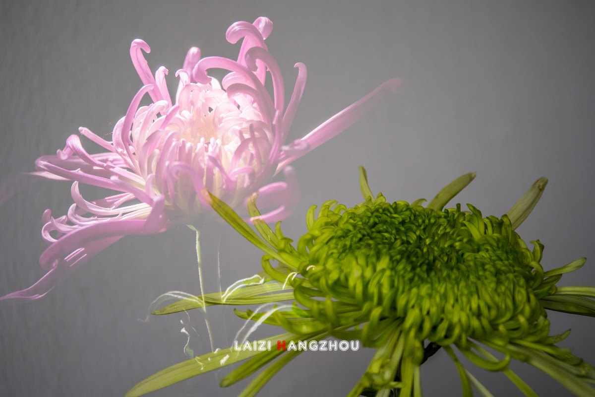 菊影（二次曝光）