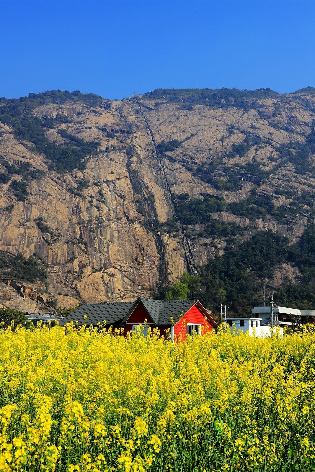 龙湾东篱下油菜花(3)