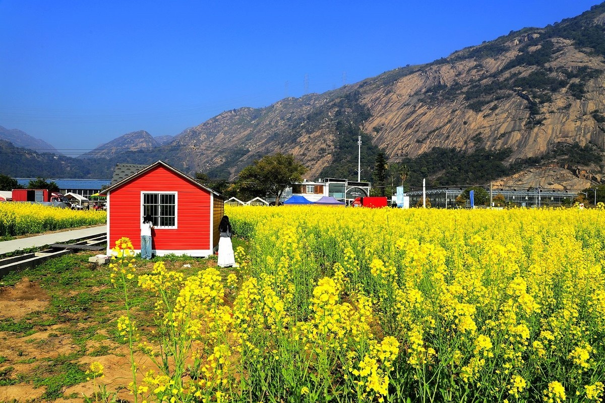 龙湾东篱下油菜花(3)