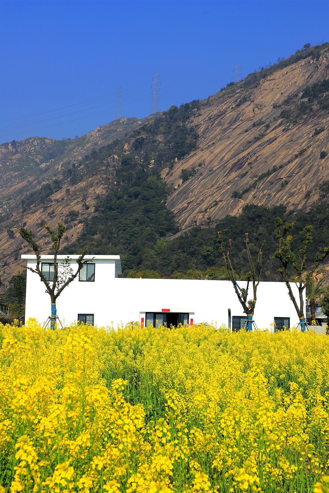 龙湾东篱下油菜花(3)