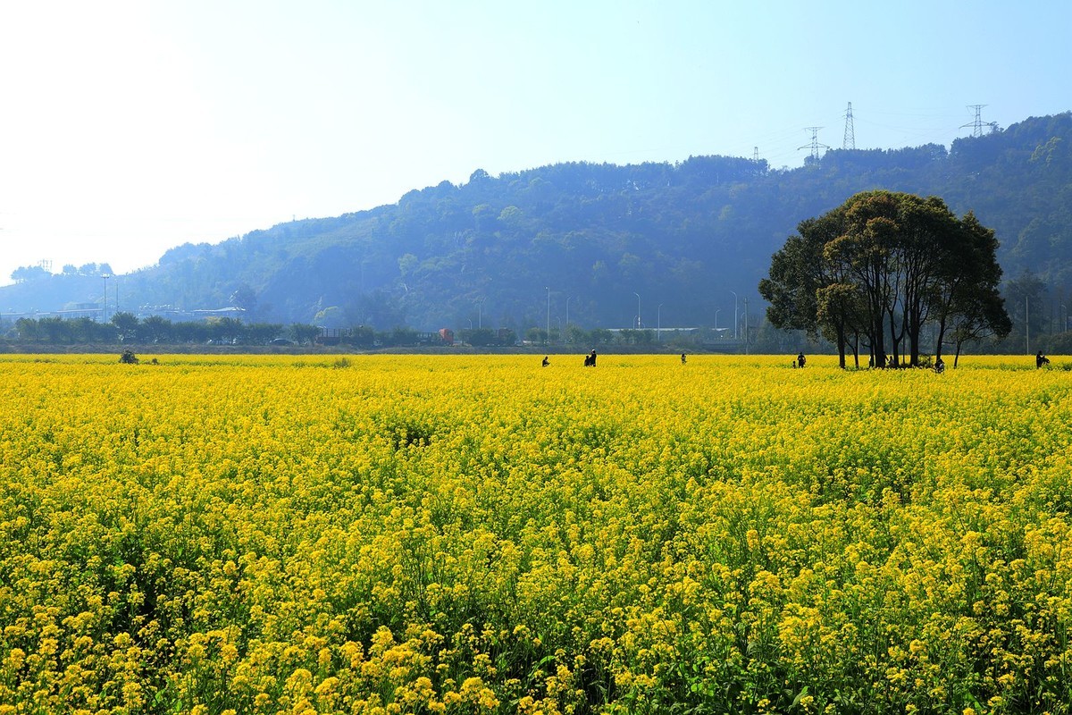 龙湾东篱下油菜花(3)