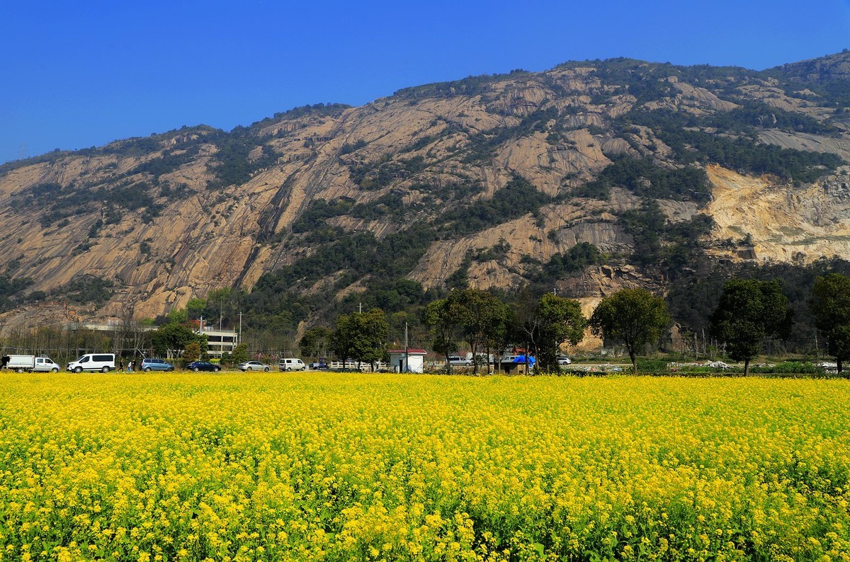 龙湾东篱下油菜花(3)