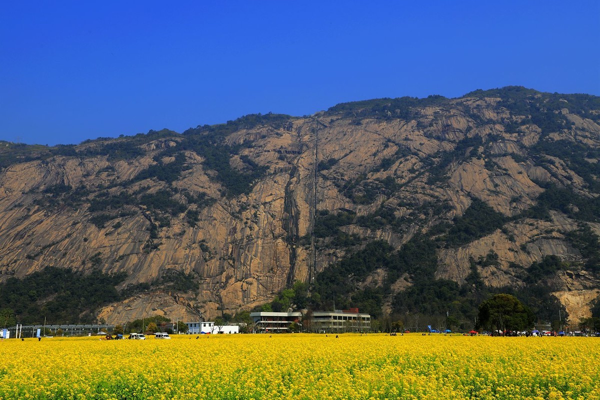 龙湾东篱下油菜花(3)