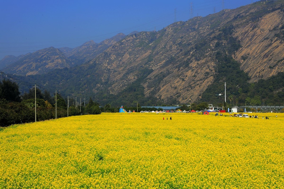 龙湾东篱下油菜花(3)