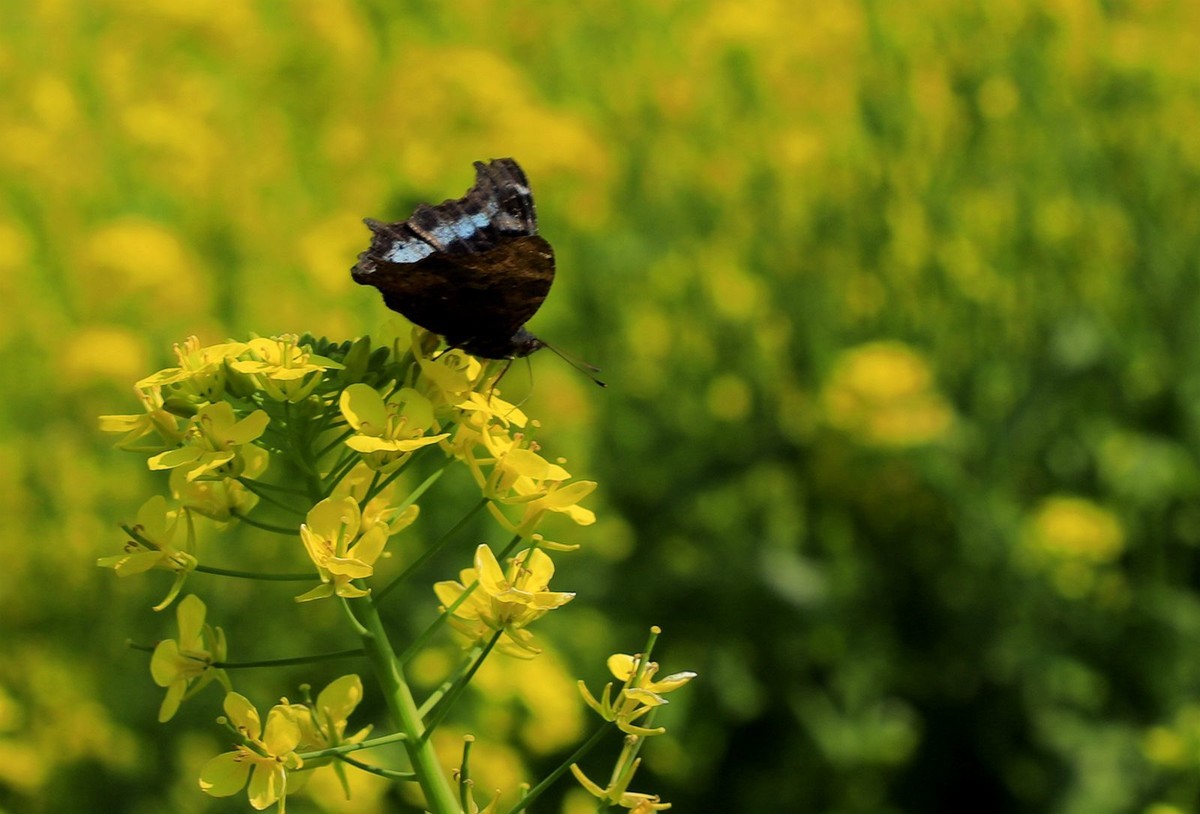 龙湾东篱下油菜花(3)
