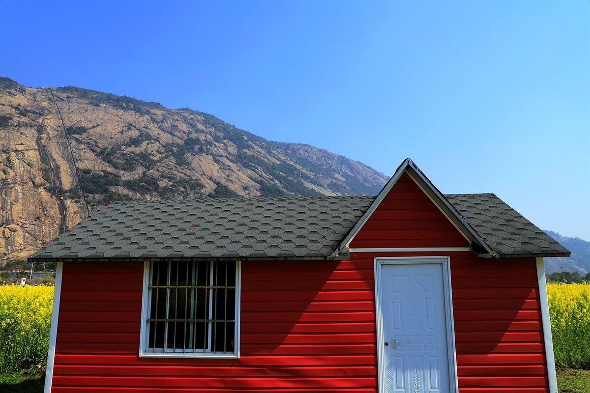 龙湾东篱下油菜花(3)