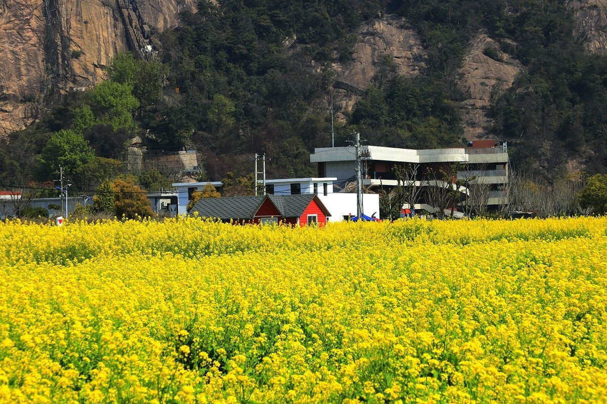 龙湾东篱下油菜花(3)