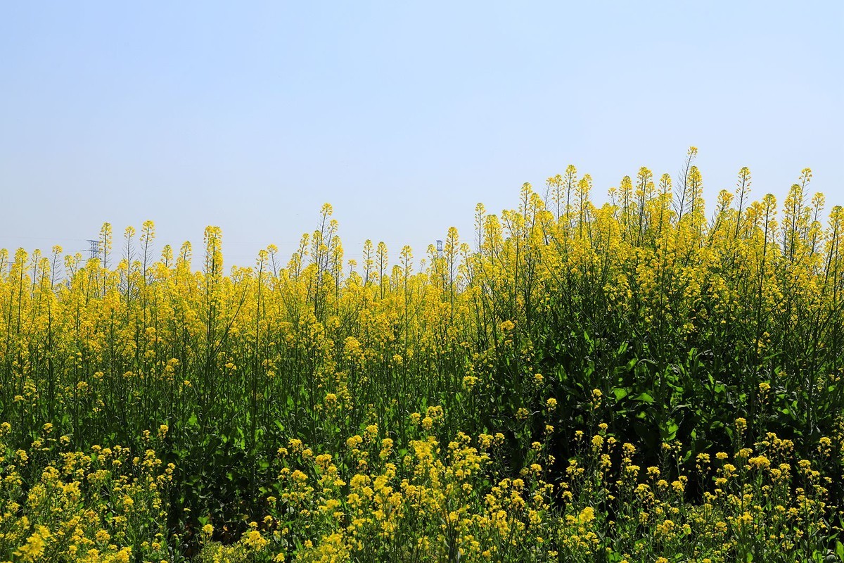 龙湾东篱下油菜花(3)