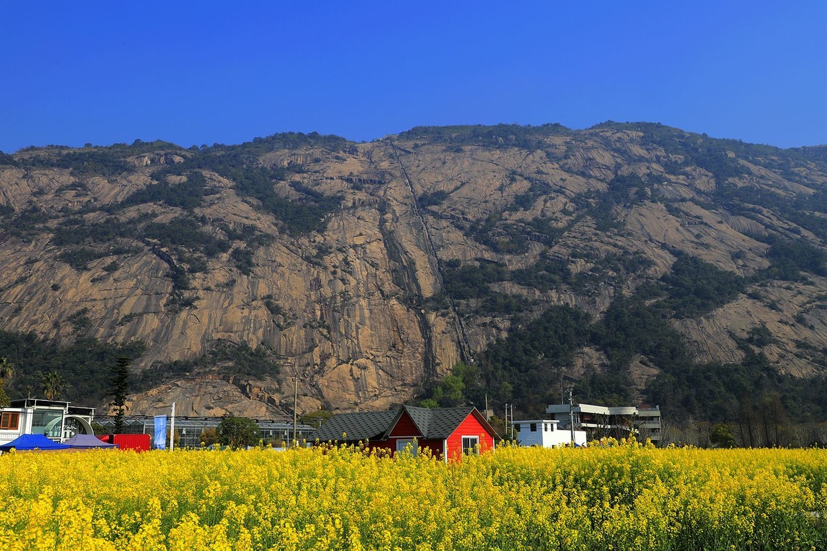 龙湾东篱下油菜花(3)