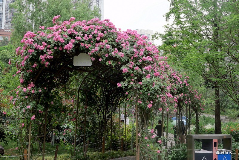 蔷薇花墙