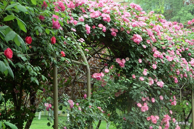 蔷薇花墙
