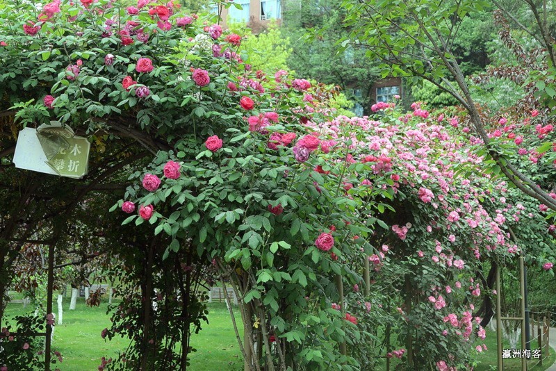 蔷薇花墙