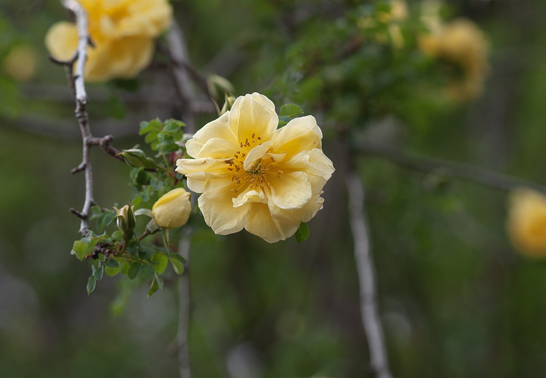 黄刺玫