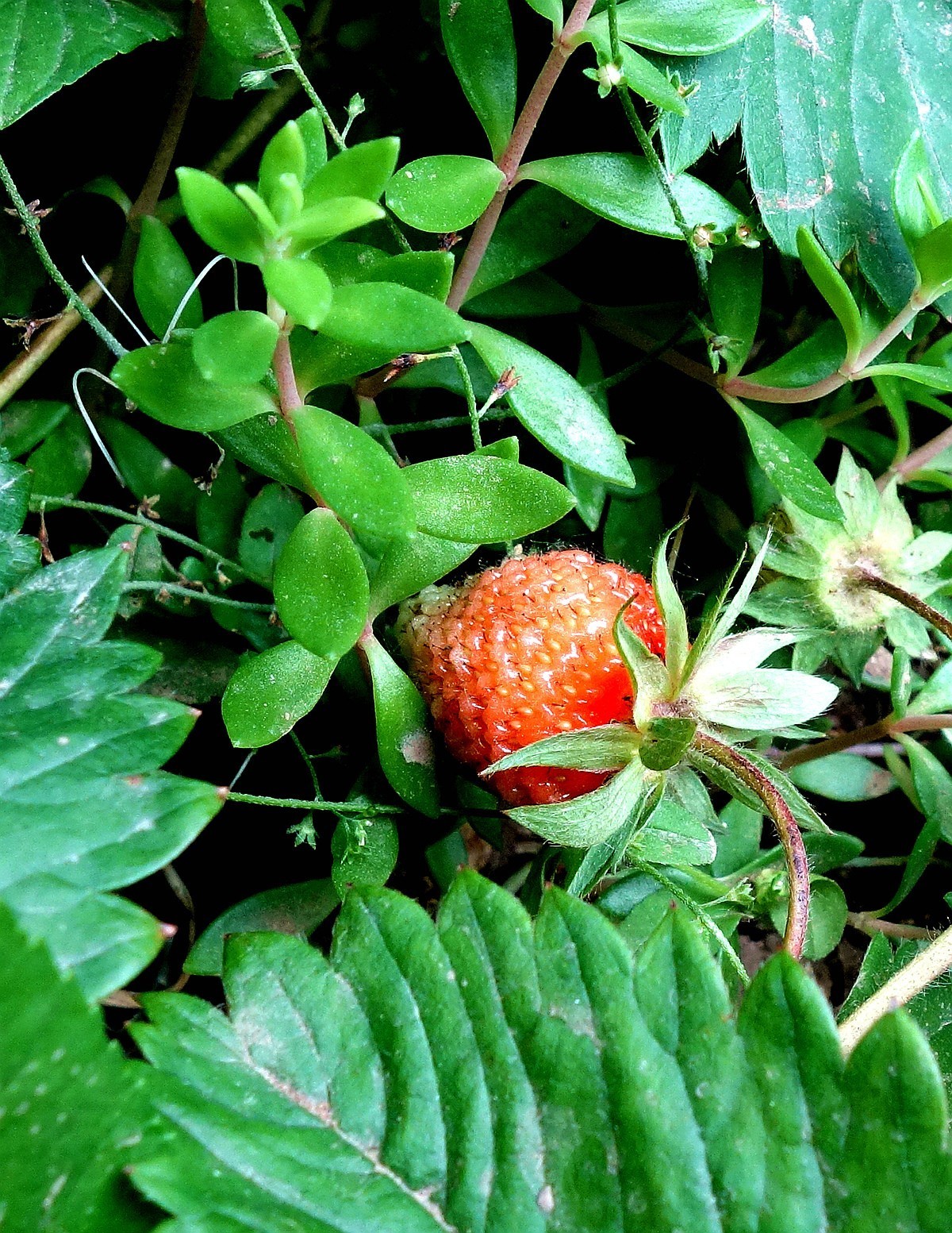 土豆花儿和草莓果