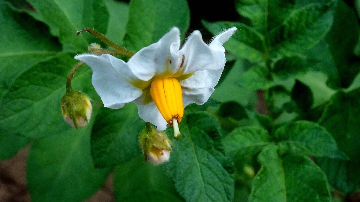 土豆花儿和草莓果