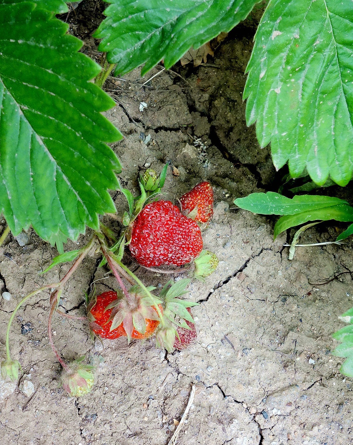 土豆花儿和草莓果
