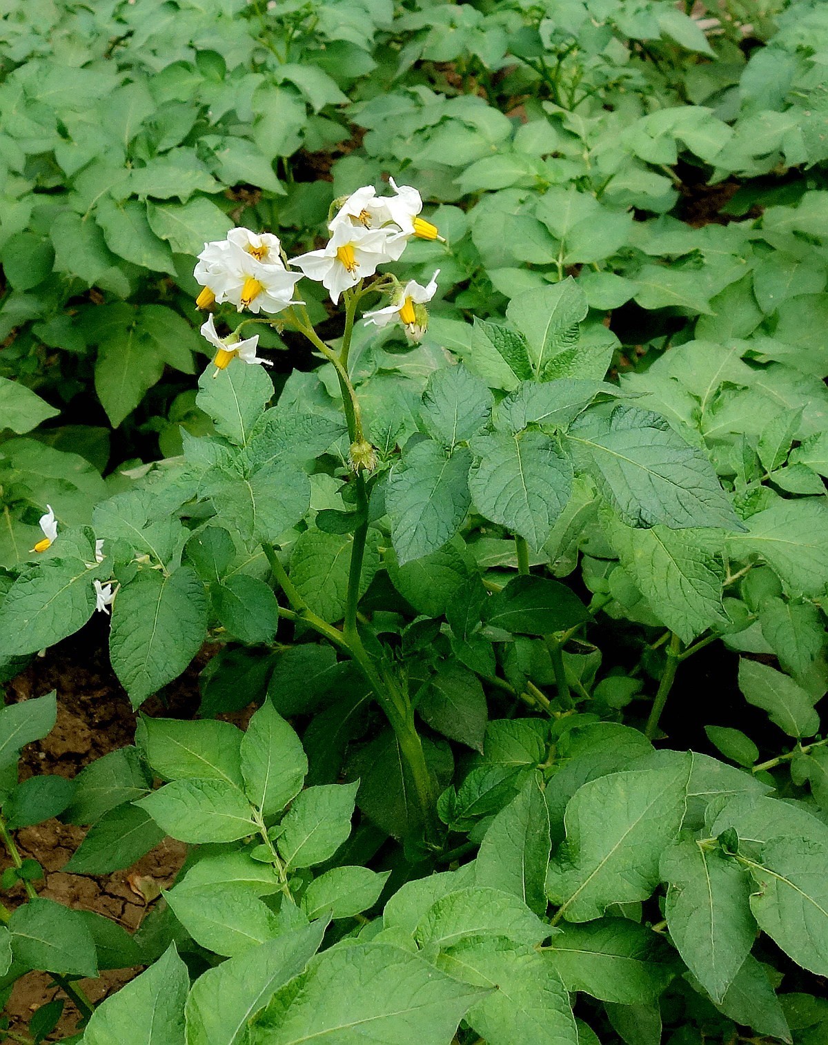 土豆花儿和草莓果