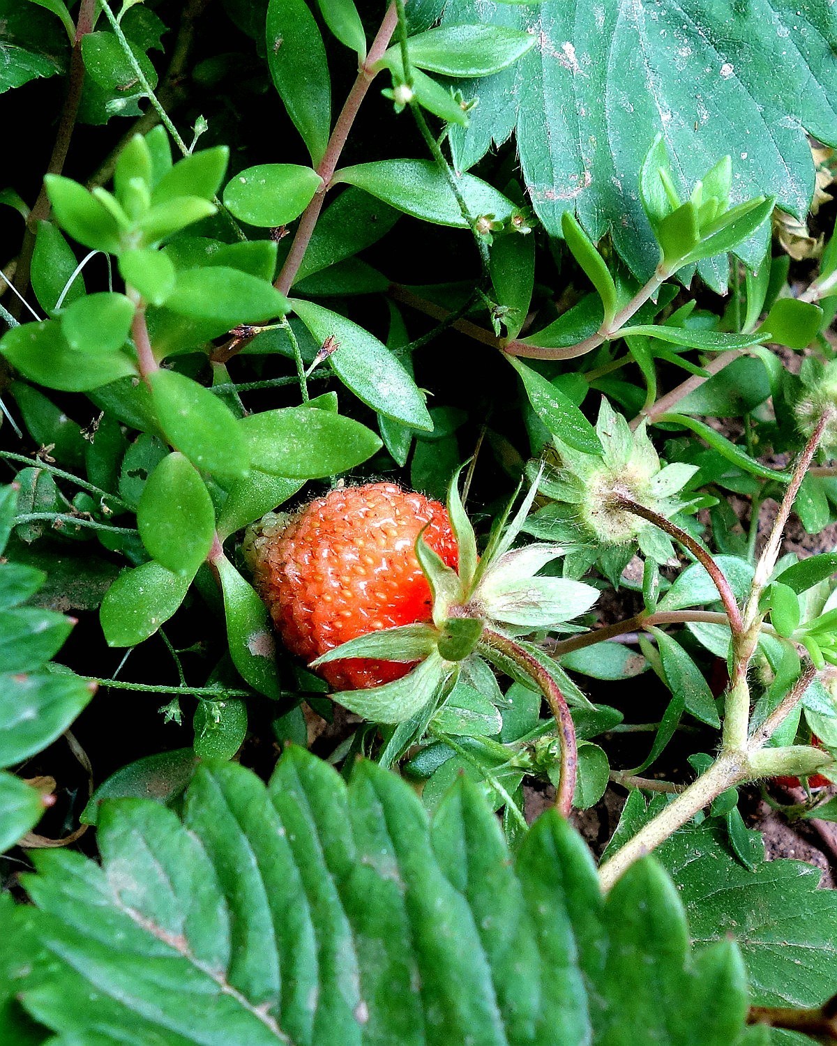 土豆花儿和草莓果