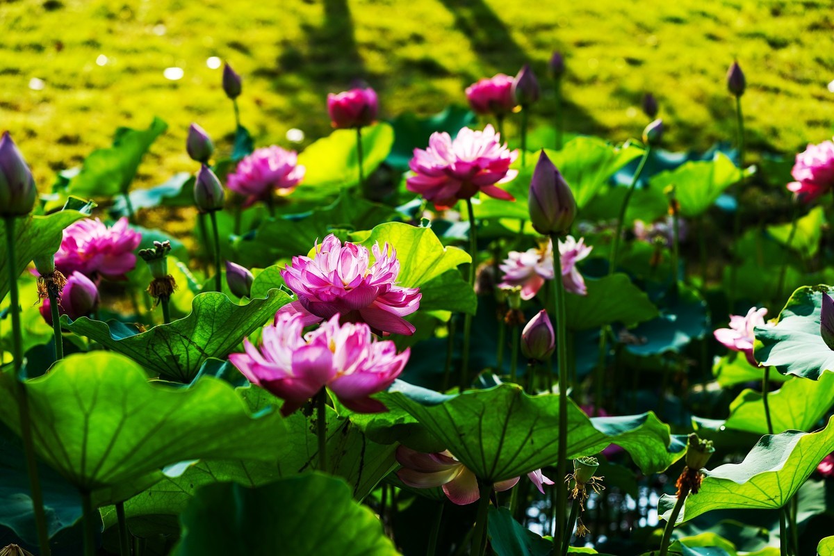 又到荷花盛开季-4