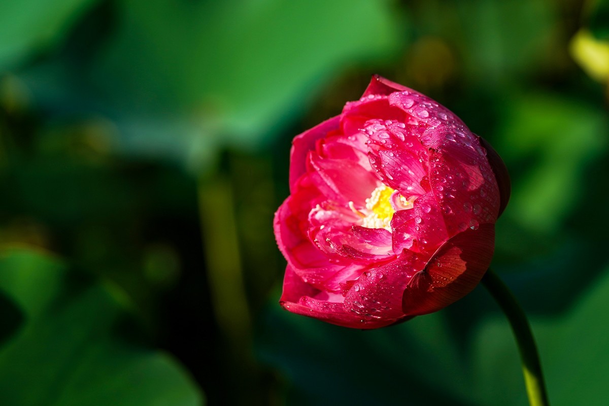 又到荷花盛开季-4