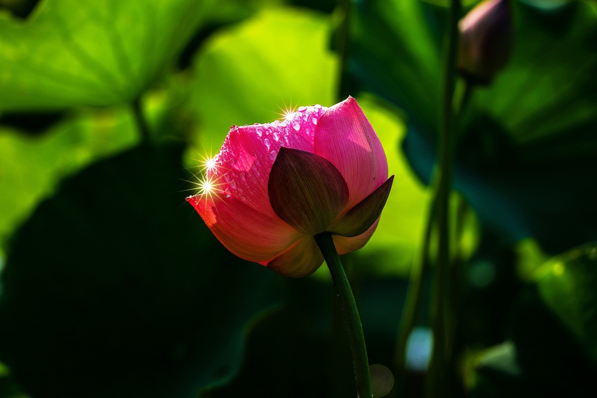 又到荷花盛开季-4