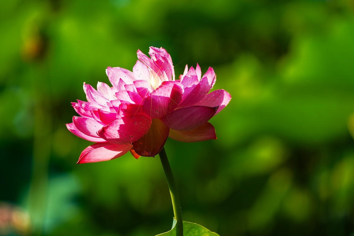 又到荷花盛开季-4