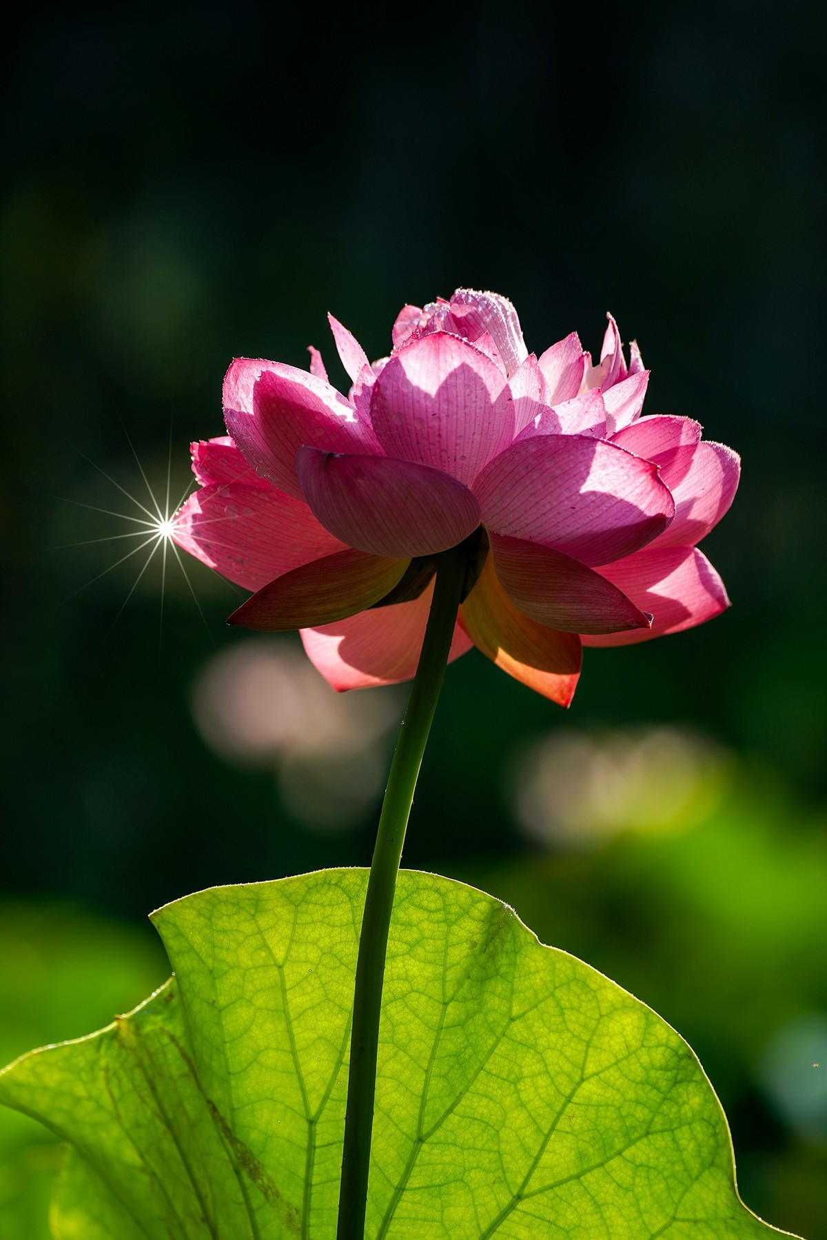 又到荷花盛开季-4