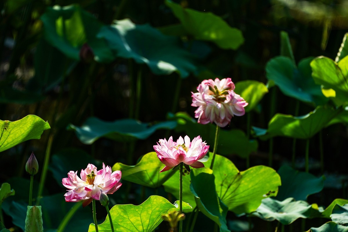 又到荷花盛开季-4