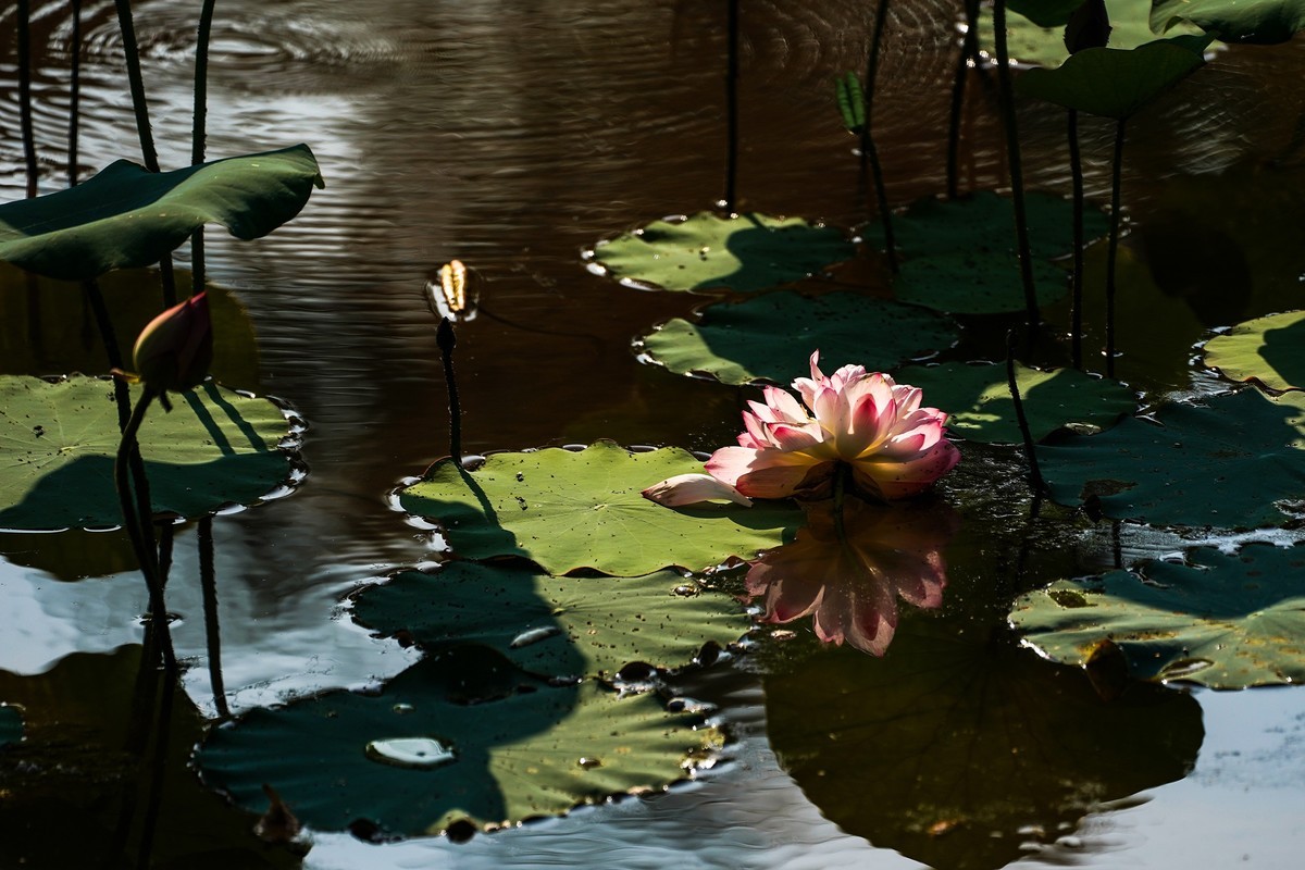 又到荷花盛开季-4