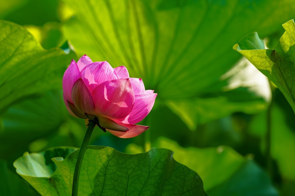 又到荷花盛开季-4