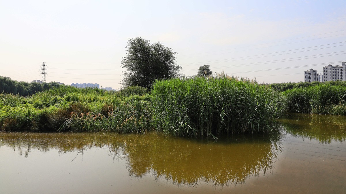 中山西路三环湿地
