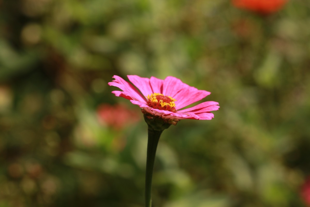 红花粉花黄花