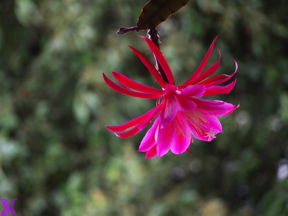 2023家养大令箭荷花初次开放（1）