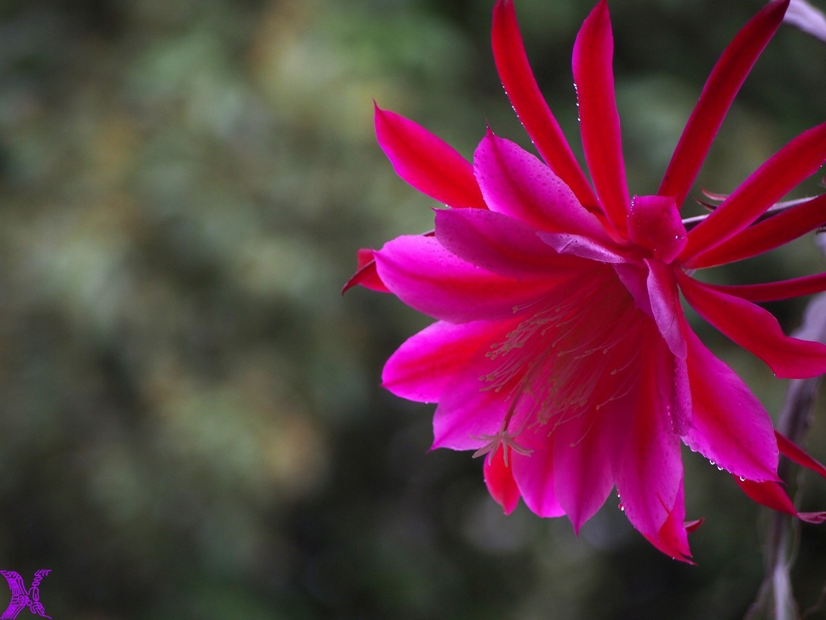 2023家养大令箭荷花初次开放（1）