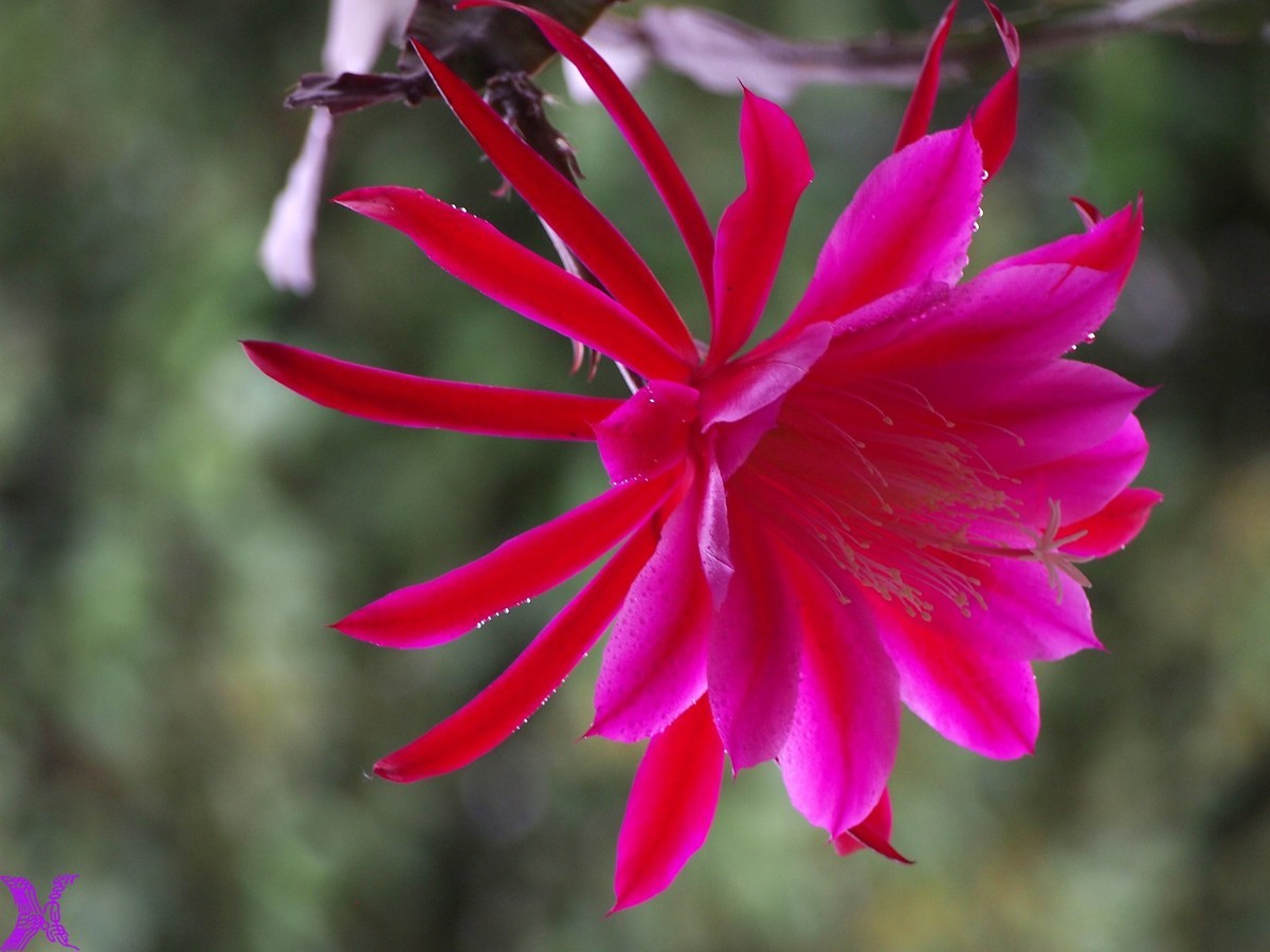 2023家养大令箭荷花初次开放（1）