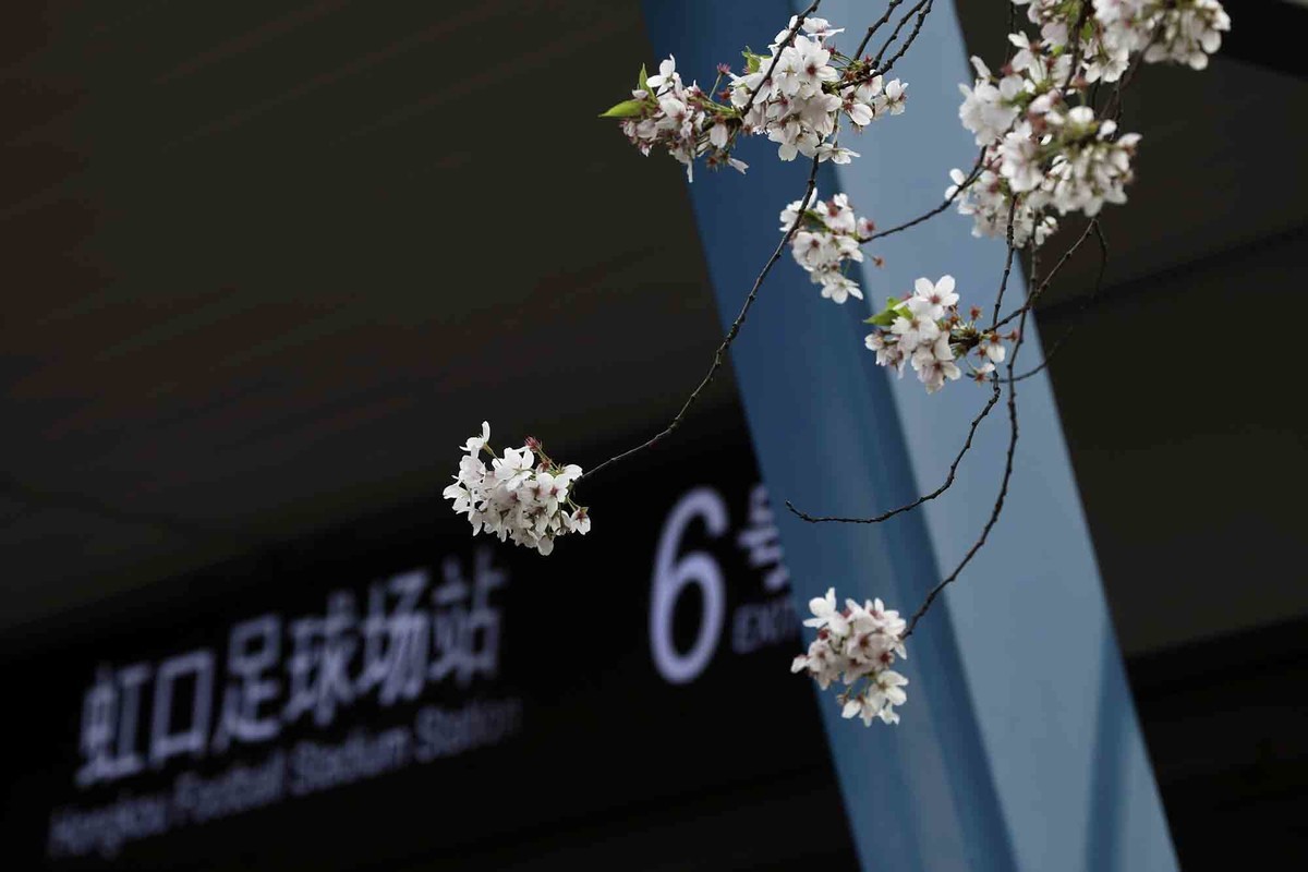 虹口足球场樱花