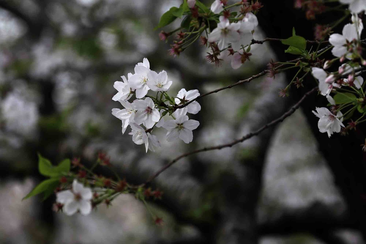 虹口足球场樱花