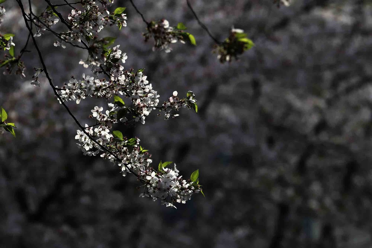 虹口足球场樱花