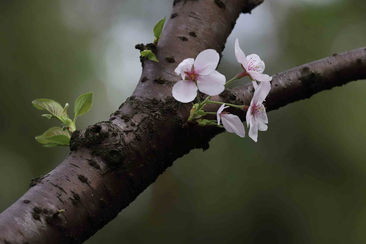 虹口足球场樱花