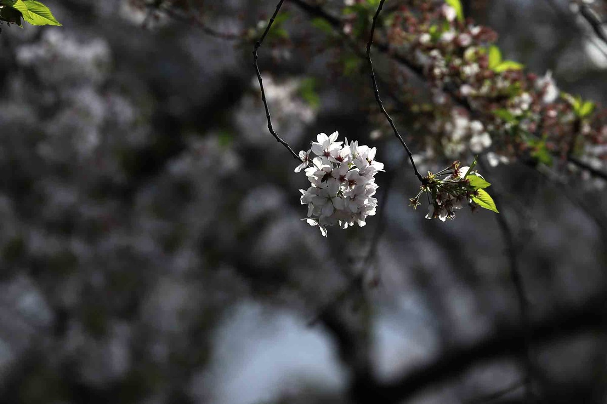 虹口足球场樱花