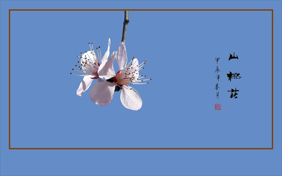 山桃花朵枝头舞