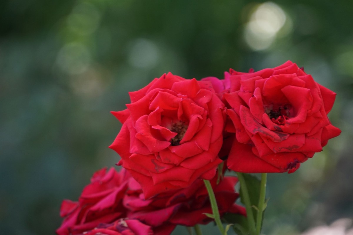 月季花