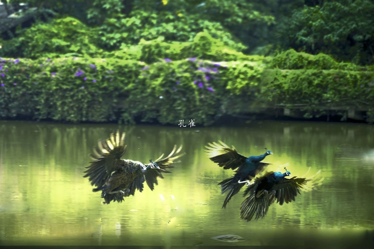孔雀随拍