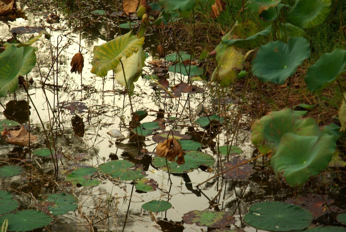 宾得K10d+DA16-85mm f/3.5-5.6ED镜头