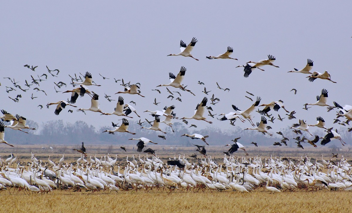鄱 阳 湖 畔 白 鹤 飞