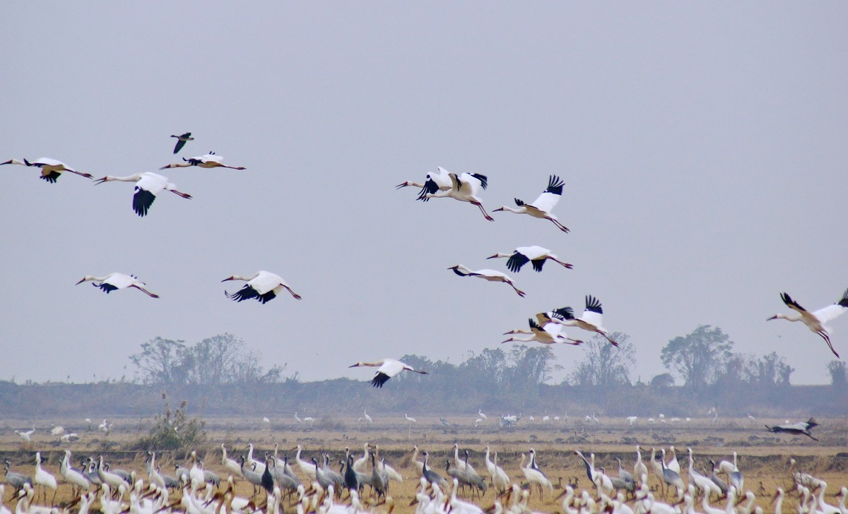 鄱 阳 湖 畔 白 鹤 飞