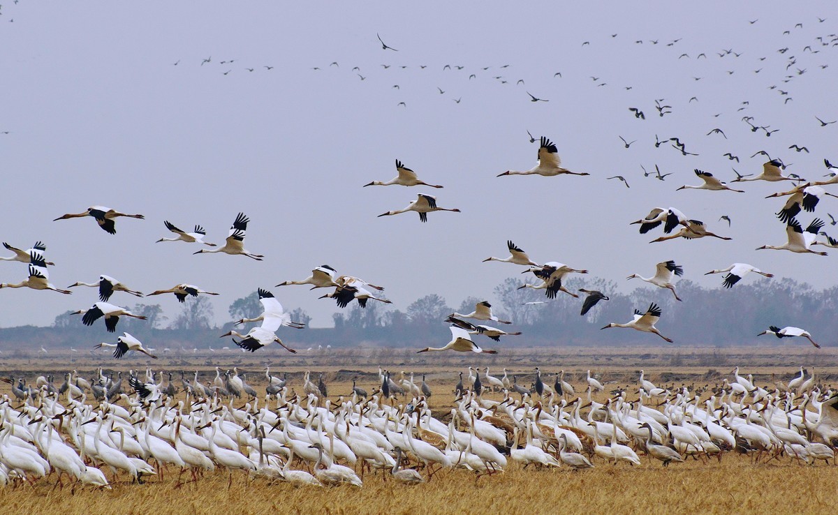 鄱 阳 湖 畔 白 鹤 飞