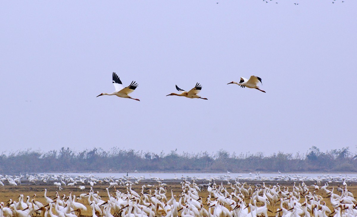 鄱 阳 湖 畔 白 鹤 飞